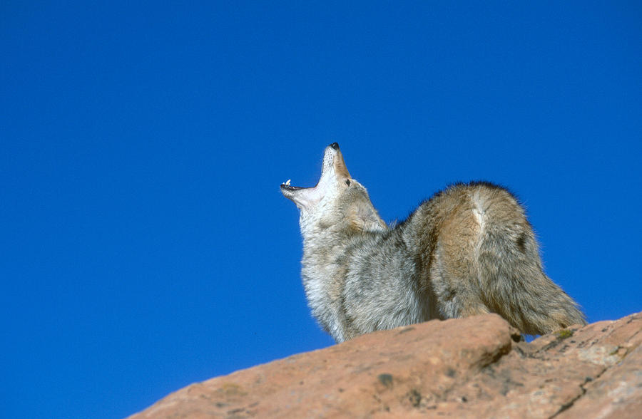 Coyote Calling II Photograph By Larry Allan - Fine Art America