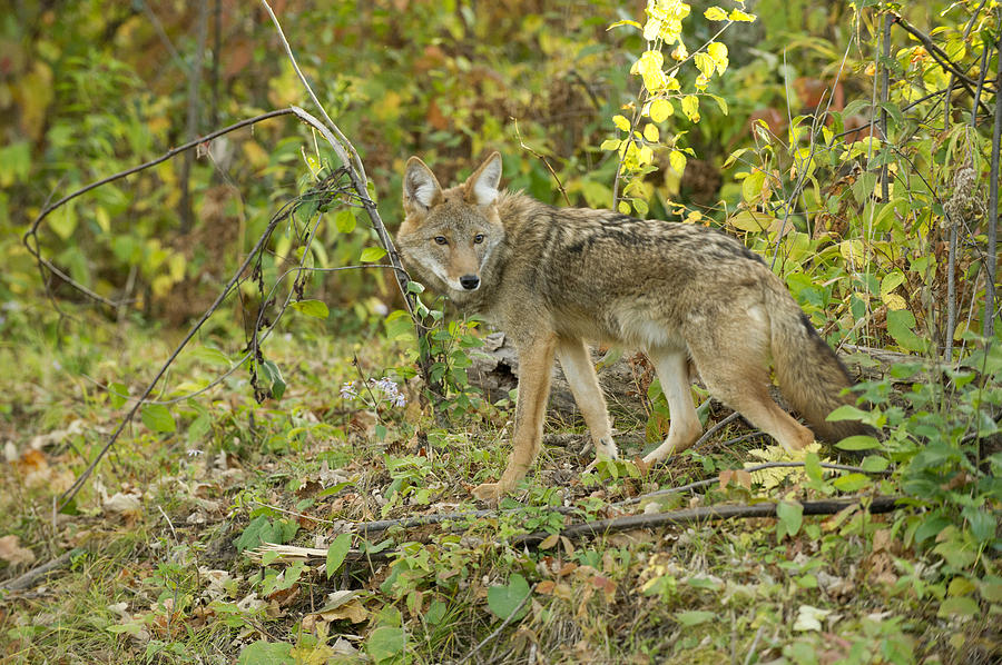 Coyote Canis Latrans Photograph By Carol Gregory - Fine Art America