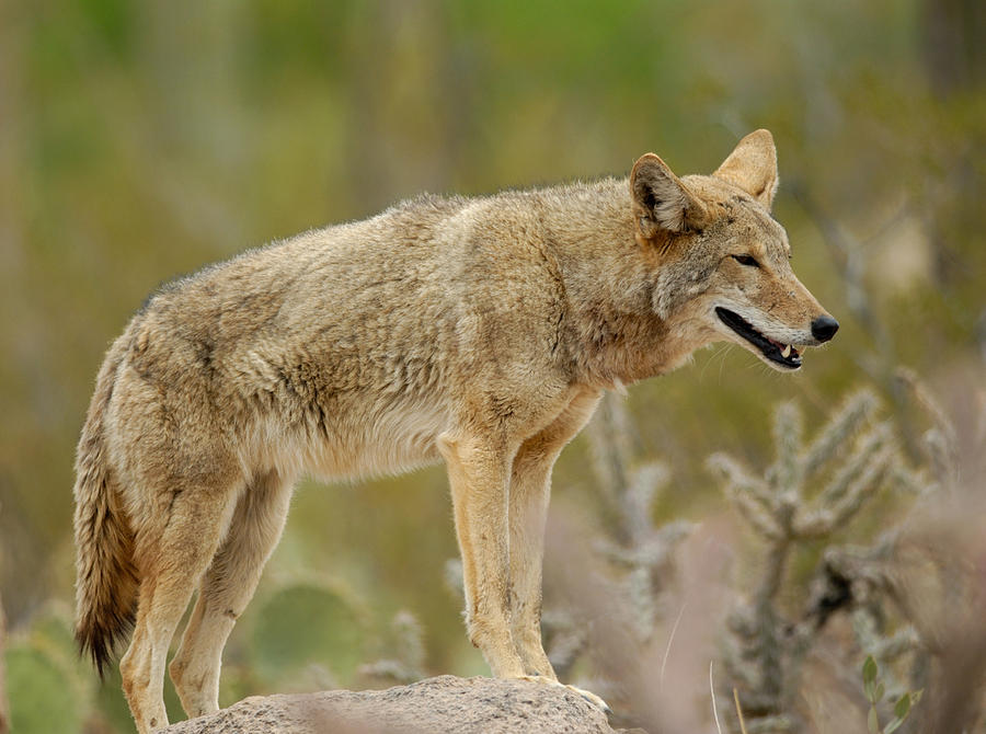 Coyote Stands On Rock Ledge Canis Latrans Sonoran Desert Arizona High-Res  Stock Photo - Getty Images