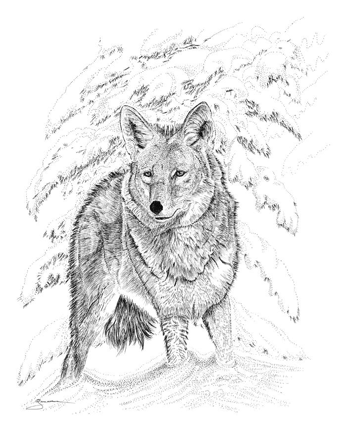 Coyote Drawing by Carl Genovese