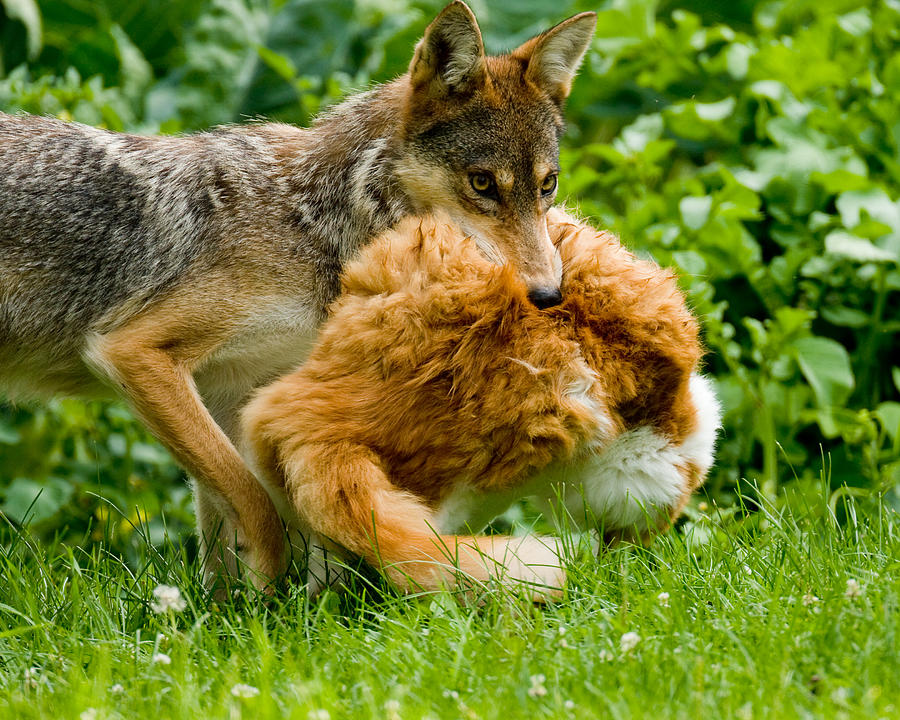 Coyote carrying Cat Photograph by Jhayes44