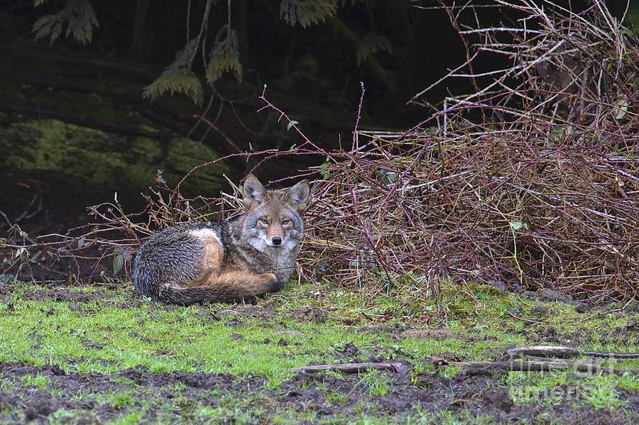 Coyote Curled Up Photograph by Sharon Talson