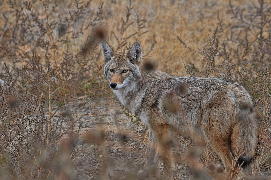 Coyote Photograph by David Armstrong