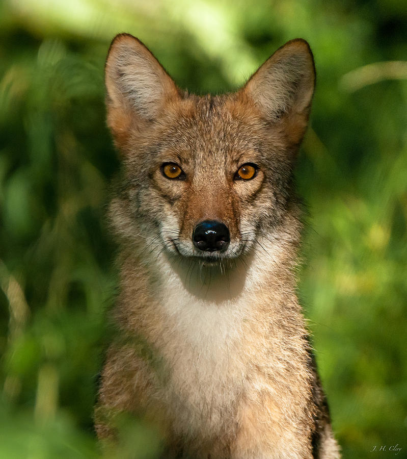 Portrait Photograph - Coyote Dawn by J H Clery