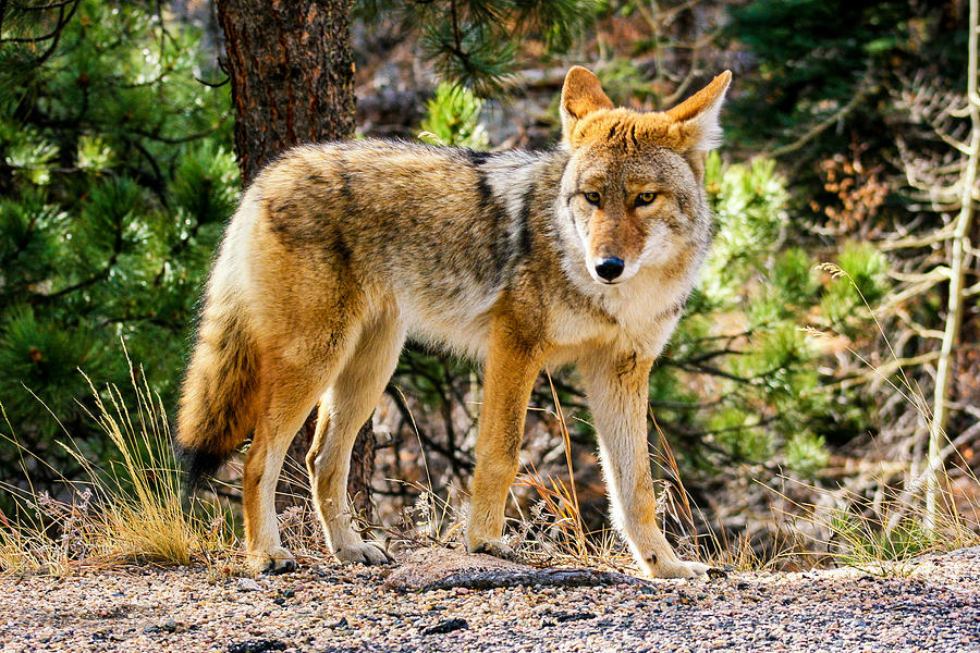 Coyote Eyes Photograph by Juli Ellen