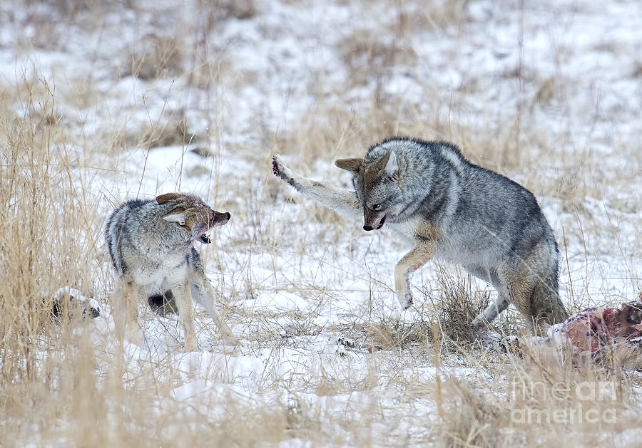 Coyote Fight Photograph by Deby Dixon