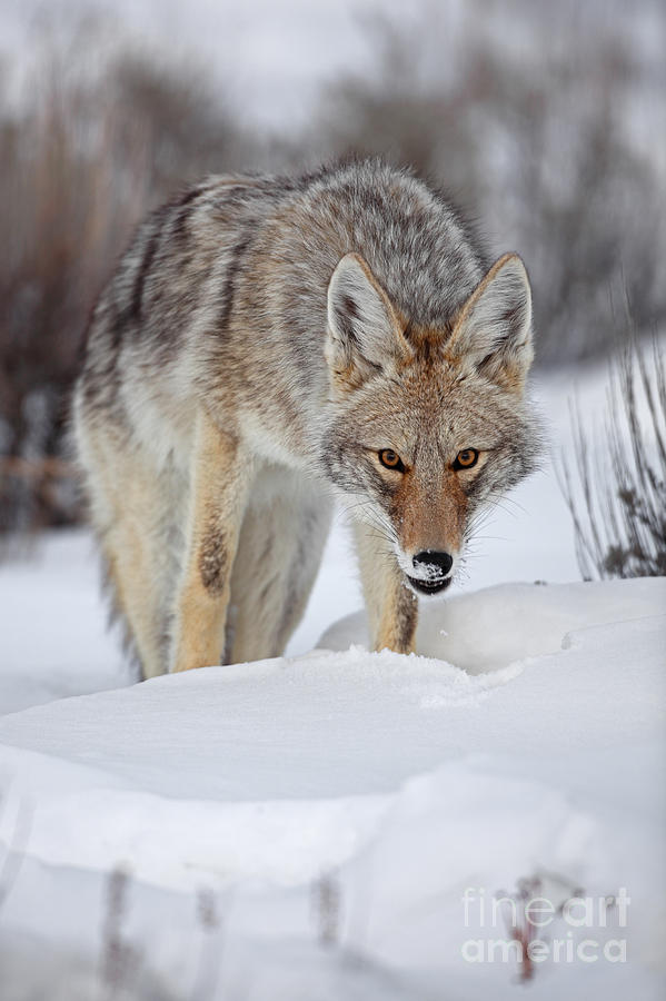 Coyote Glare Photograph by Bill Singleton