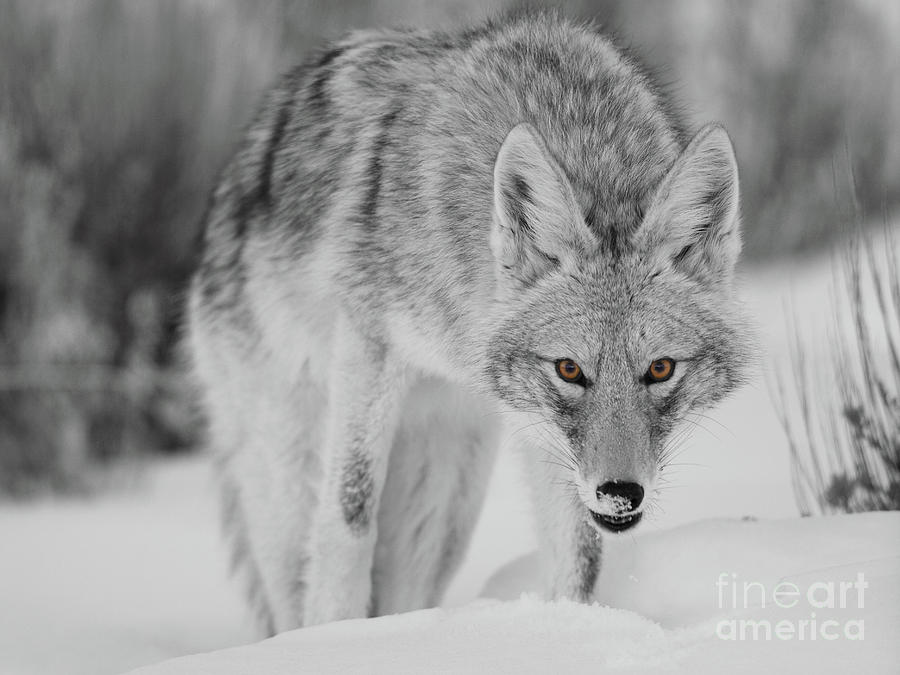 Coyote Glare BW Photograph by Bill Singleton