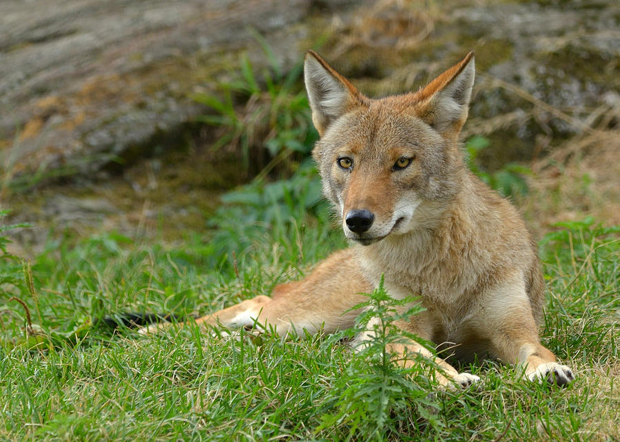 Coyote Photograph by Heather Pickard - Fine Art America