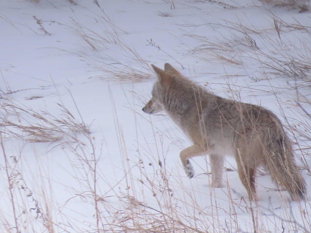 Winter Photograph - Coyote Hunt by Karen Mary Castranova