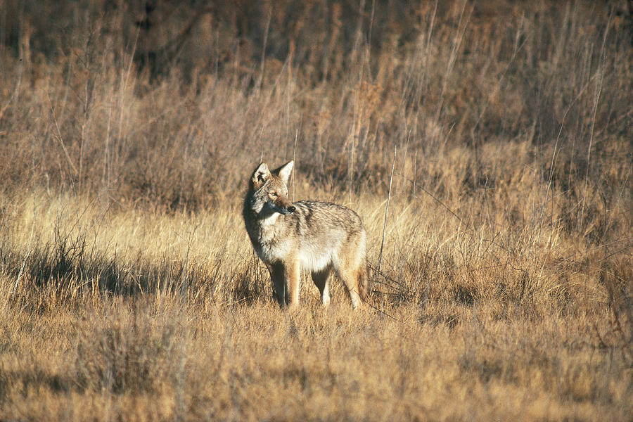 Coyote In New Mexico Photograph by Gerald C. Kelley - Fine Art America