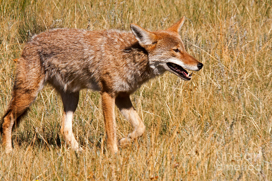 Coyote in Rocky Mountain National Park Photograph by Fred Stearns