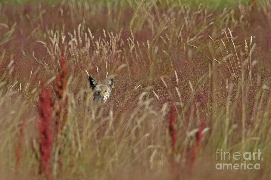 Coyote in the Grass Photograph by Sharon Talson