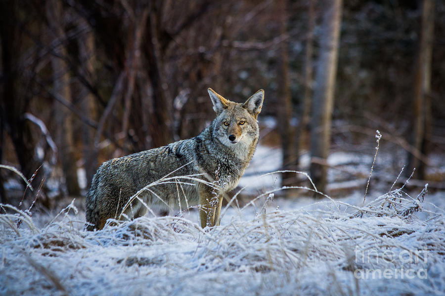 Coyote In The Meadow  Photograph by Vincent Bonafede