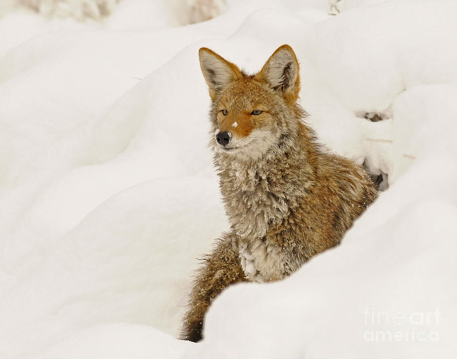 Coyote in the Snow Photograph by Dennis Hammer