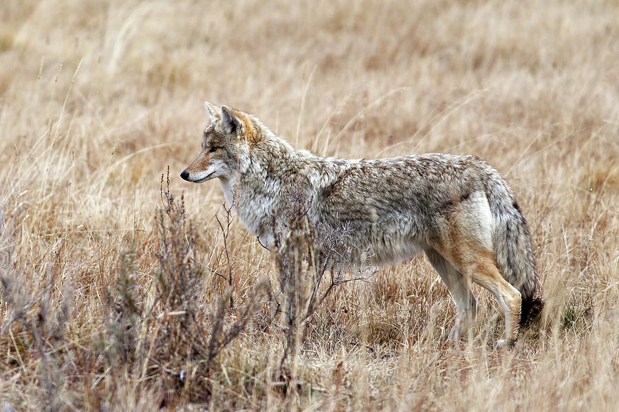 Coyote In Yellowstone National Park Photograph by Traveler1116