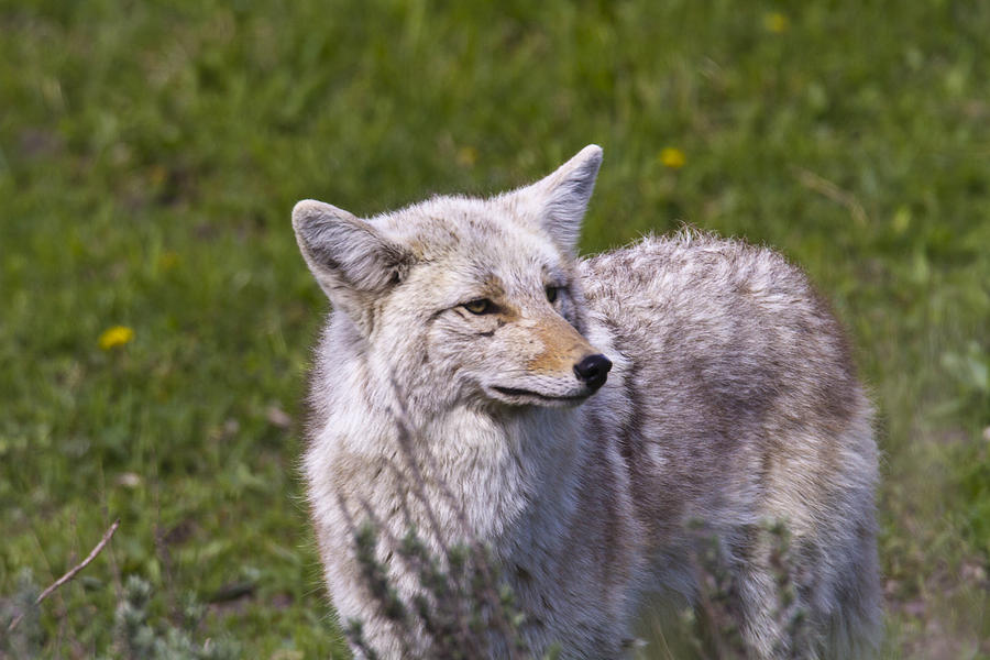 Coyote Photograph by Jack R Perry