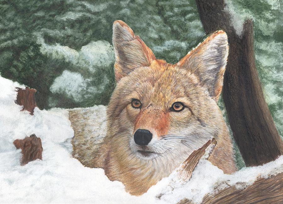 Coyote Drawing - Coyote by Marlene Piccolin