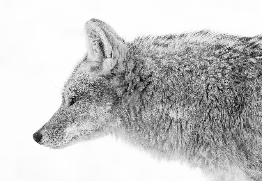 Yellowstone National Park Photograph - Coyote by Max Waugh