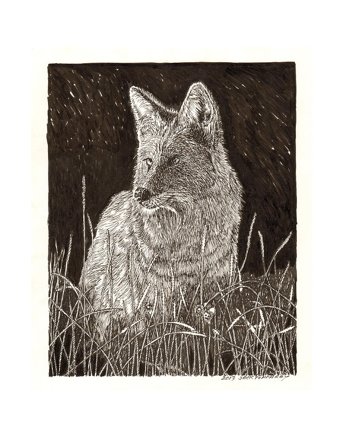 Coyote night hunting Drawing by Jack Pumphrey