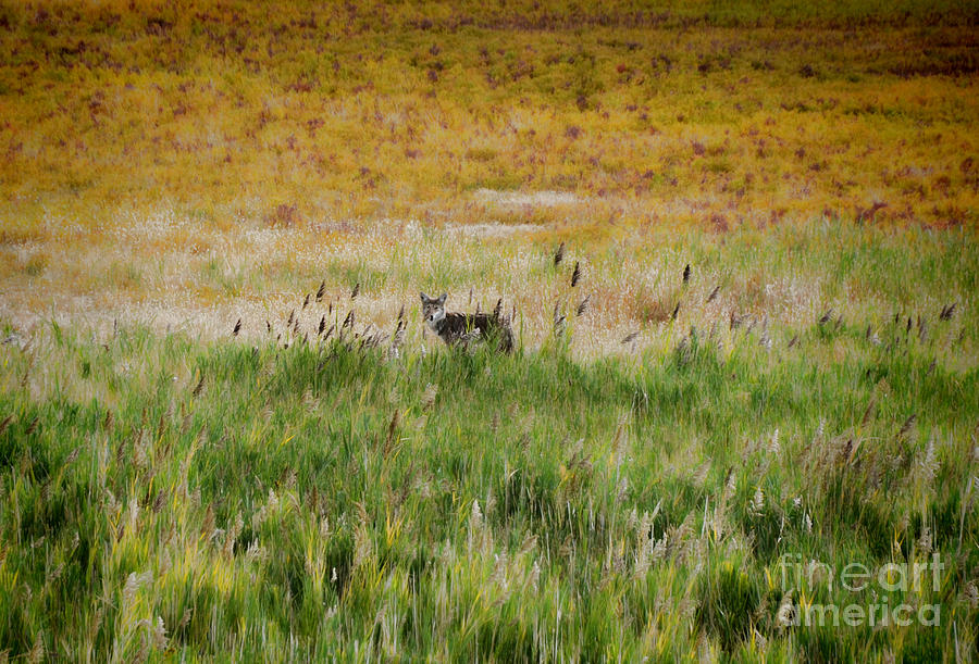 Coyote of Antelope Island Photograph by Donna Greene