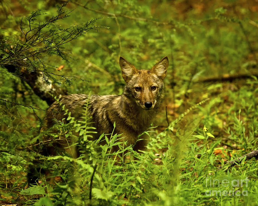 Coyote Of The Woods Photograph By Timothy Flanigan