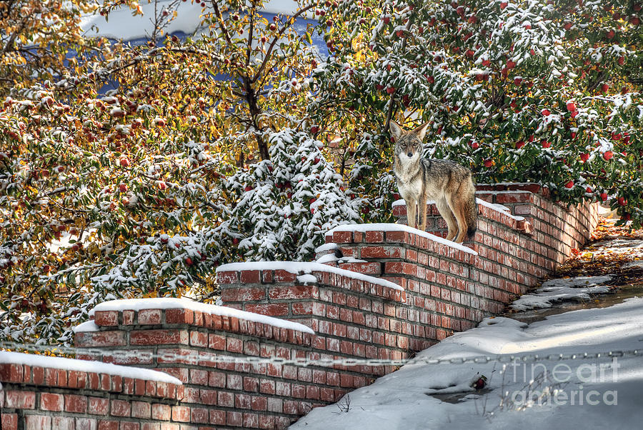 Coyote On Guard Photograph by Eddie Yerkish
