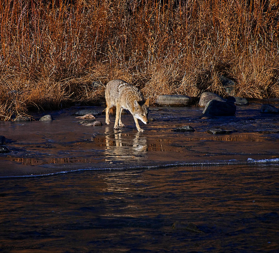 Coyote on Ice Photograph by Britt Runyon