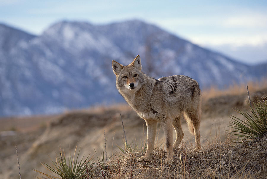 Coyote On Ridge Line Colorado Photograph by Konrad Wothe