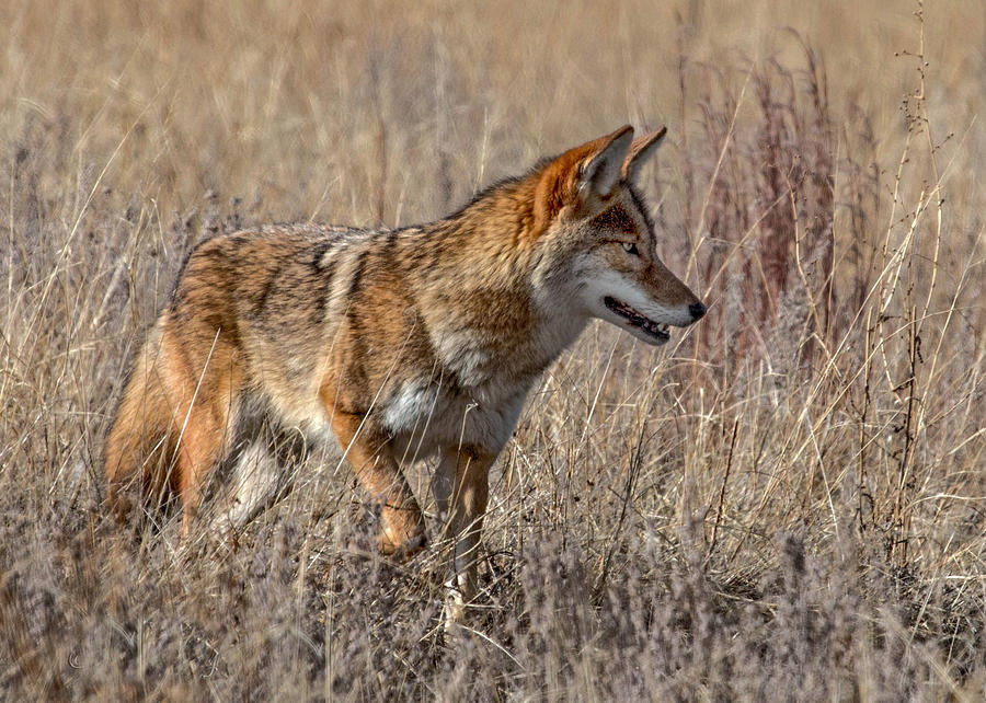 Coyote on the Hunt Photograph by Dawn Key