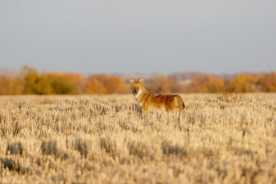 Coyote on the Hunt Photograph by Shirley Heier