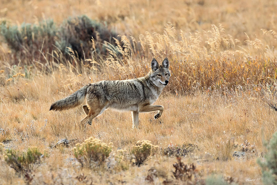 Coyote On The Move Photograph By Keith R Crowley