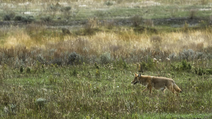 Coyote on the Prowl No. 2 - Yelllowstone Photograph by Belinda Greb