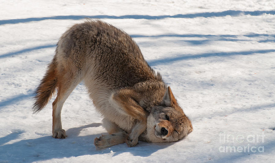 Wildlife Photograph - Coyote Playtime by Bianca Nadeau