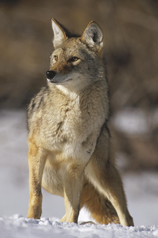 Coyote Portrait In Winter Colorado Photograph by Konrad Wothe