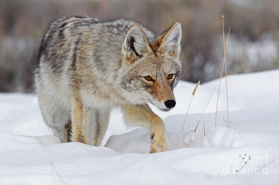 Coyote Prowl Photograph by Bill Singleton