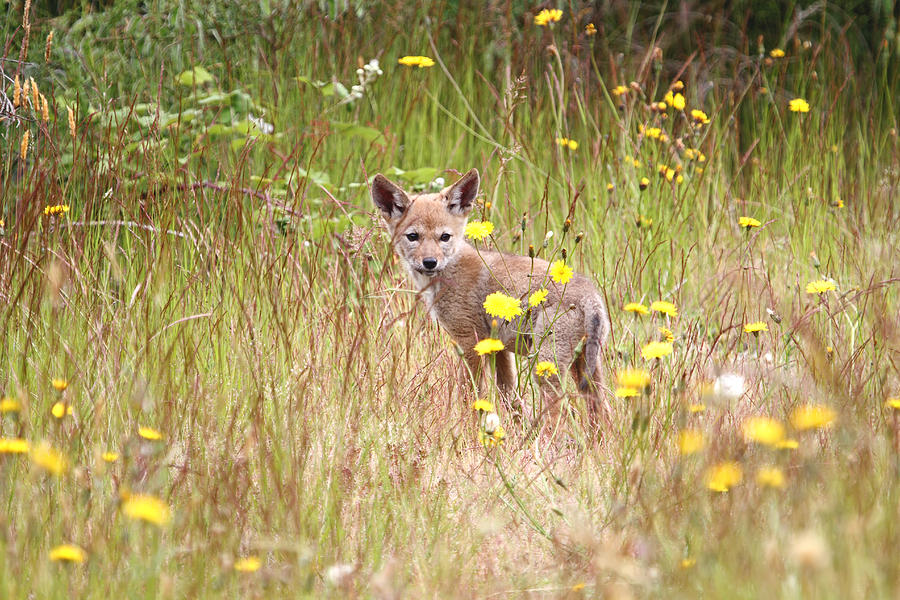 Coyote Pup in a Field of Dandelions Photograph by Peggy Collins