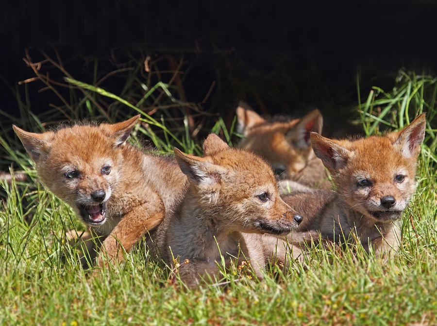 Coyote Pups Photograph by Peggy Collins