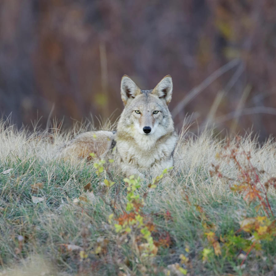 Coyote Relaxing Photograph by David C Stephens