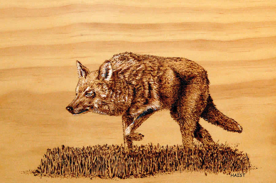 Coyote Pyrography by Ron Haist