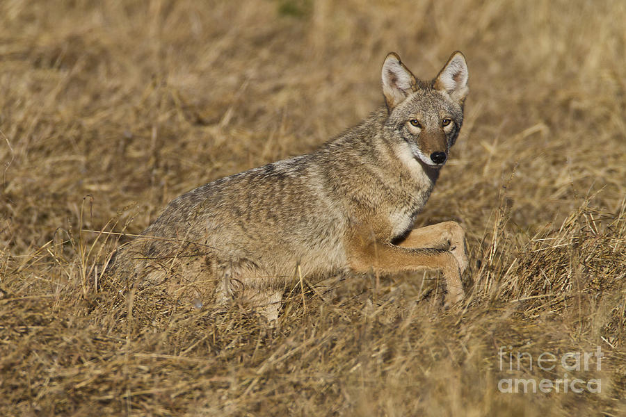 Nature Photograph - Coyote running by Bryan Keil