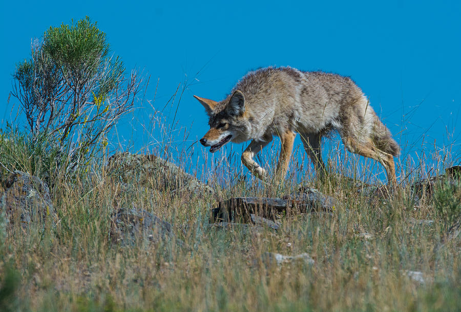 Бизон койот. Монтана койот. Йеллоустонский национальный парк койот. Койот РЕКТАЙМ. Сутулый койот.