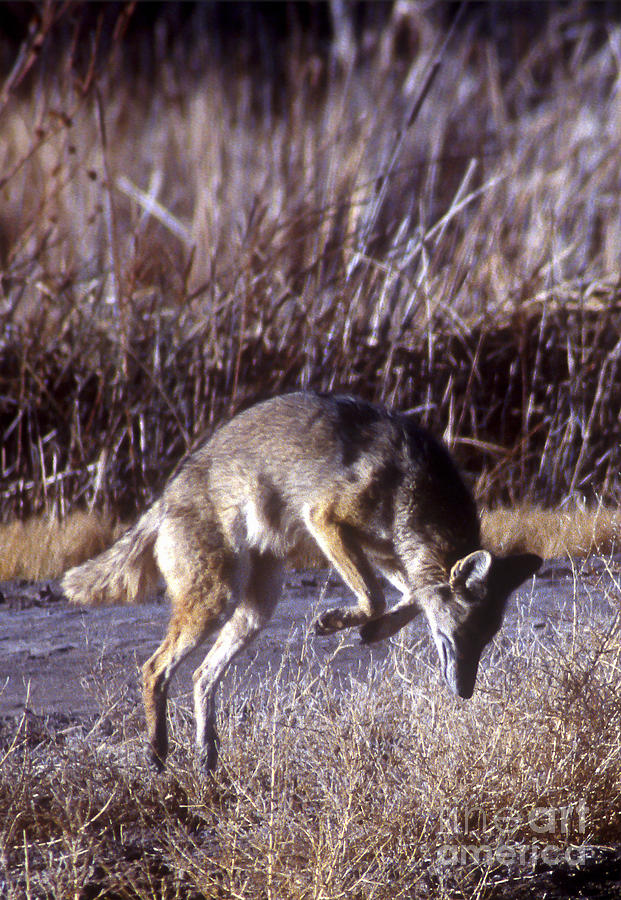 Coyote Photograph by Steven Ralser
