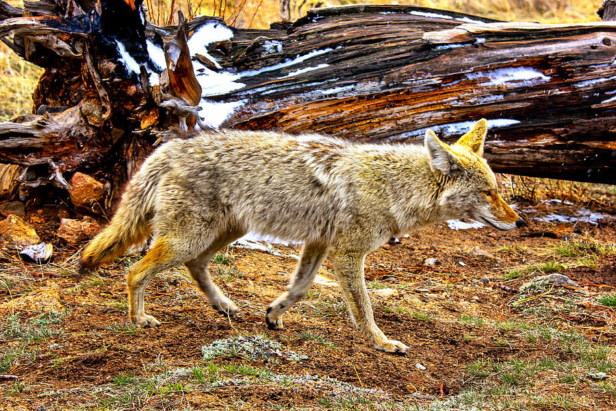 Coyote Stroll Photograph by Juli Ellen