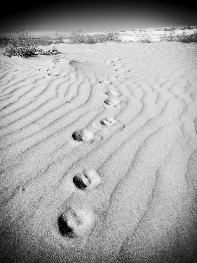 Coyote Tracks In The Sand Photograph