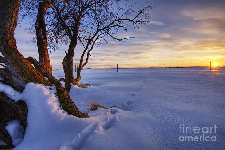 Winter Photograph - Coyote Tracks in the Snow by Dan Jurak