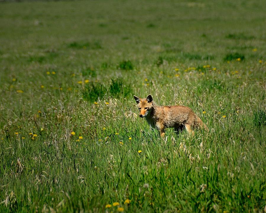 Coyote Photograph by Walt Sterneman