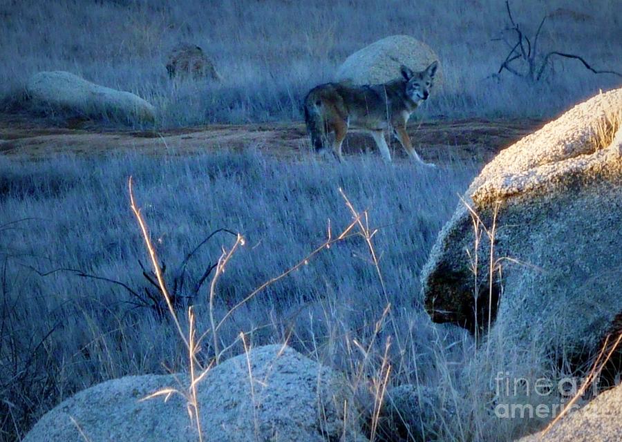 Coyote Wild Photograph by Susan Garren