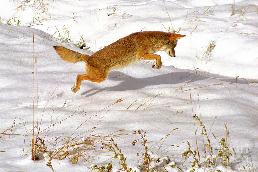 Coyote Winter Hunt Photograph by Donald Sewell