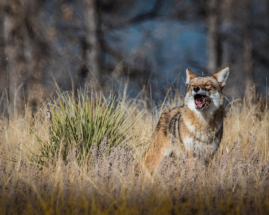 Coyote with a Mouthful Photograph by Dawn Key